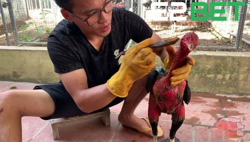 Kỹ thuật om bóp và vào nghệ cực kỳ quan trọng để chiến kê có thể hình tốt
